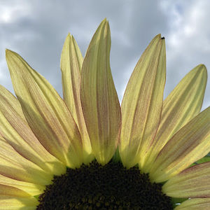 Meet your Posher, Kinsley